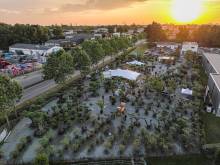 Pépinière d'Oliviers en Gironde Bordeaux Fargues Gironde Un Jour un Olivier